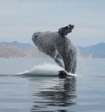 Humpback whale